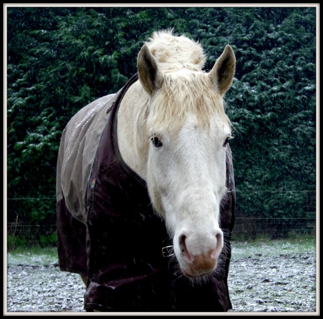 Vote du Concours n° 22 : Votre/vos cheval/chevaux en hiver   Imgp4110