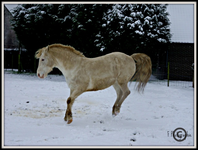 Vote du Concours n° 22 : Votre/vos cheval/chevaux en hiver   Imgp4210