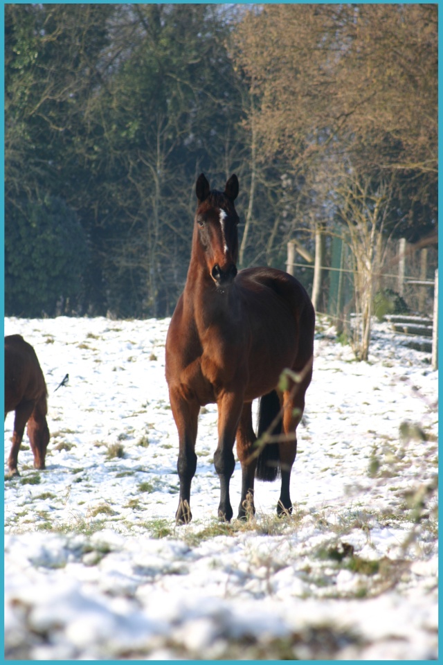 Vote du Concours n° 22 : Votre/vos cheval/chevaux en hiver   Yyy_co10