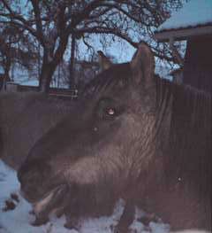 SCOUBIDOU - ONC Poney né en 1984 - protégé GPLV - DEC en janvier 2018 P0602118