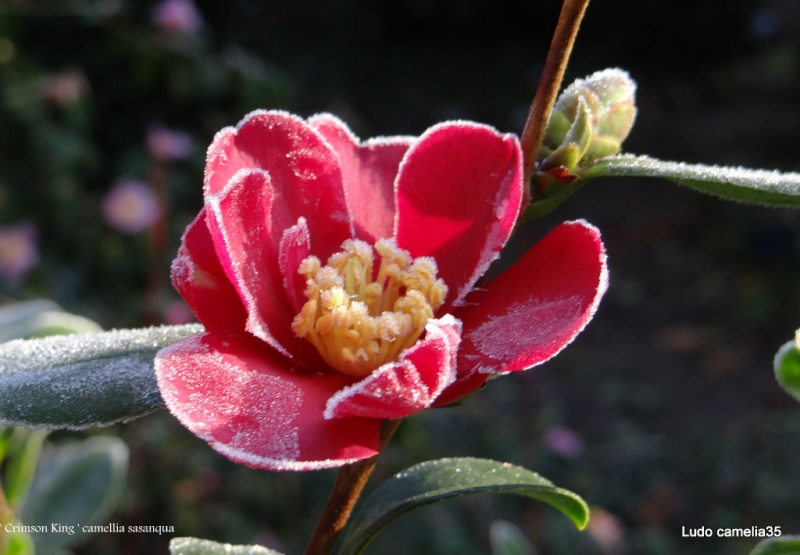 Les Camellias: variétés, floraison, culture. Saison 2012 - 2013 - Page 7 Dsc00610