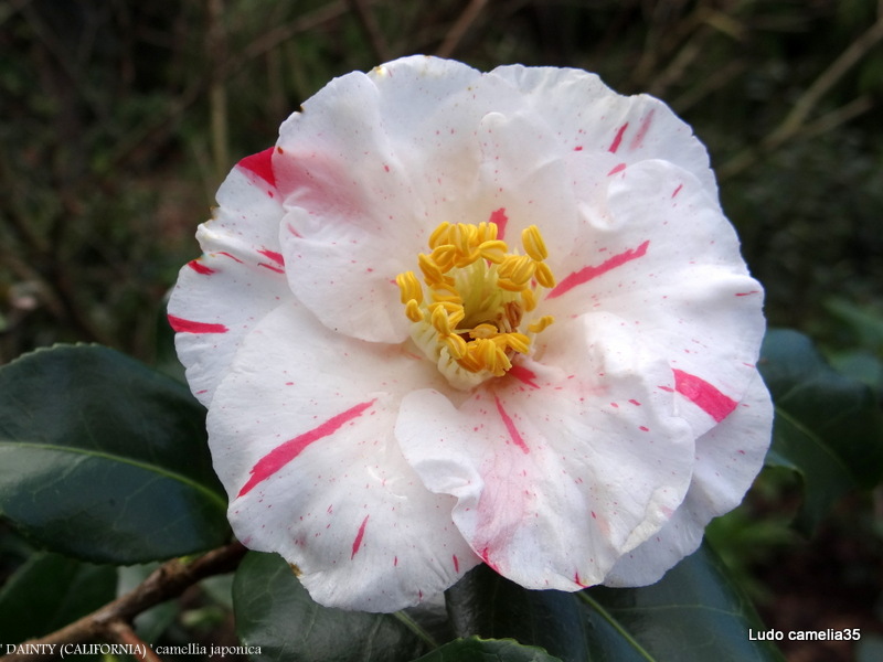 Les Camellias: variétés, floraison, culture. Saison 2012 - 2013 - Page 13 Dsc00612