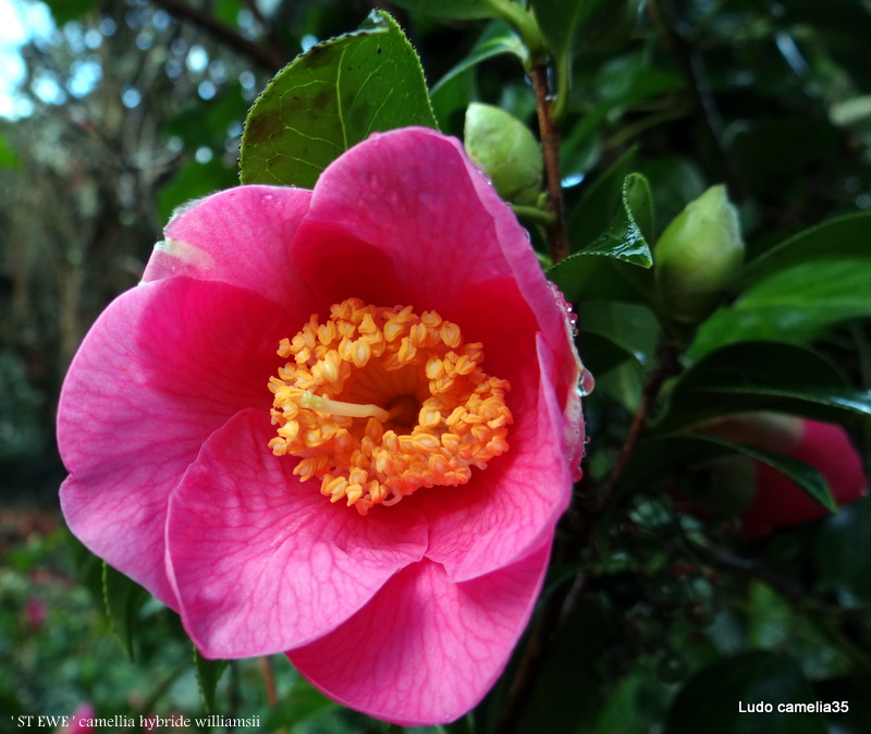 Les Camellias: variétés, floraison, culture. Saison 2012 - 2013 - Page 11 Dsc08212