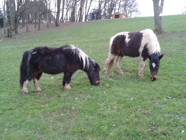 CHEYENNE - ONC Poney typée Shetland présumée née en 2000 - adoptée en octobre 2012 par Prosper 2012-110