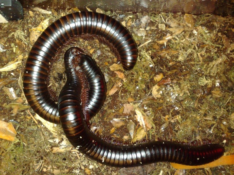 Shebeen's Giant Tropical (AGB?) Millipedes 31102011