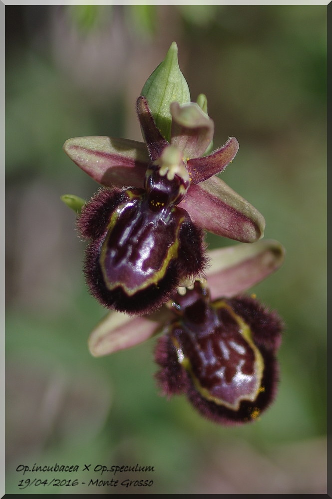 Ophrys incubacea × speculum (Ophrys ×neokelleri) Imgp0113