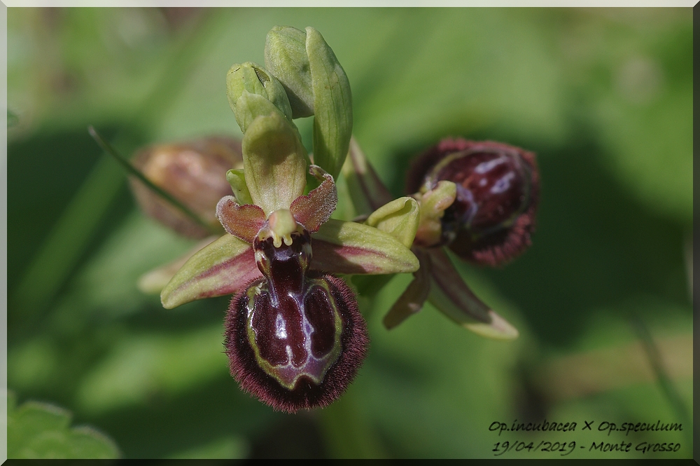 Ophrys incubacea × speculum (Ophrys ×neokelleri) Imgp0116