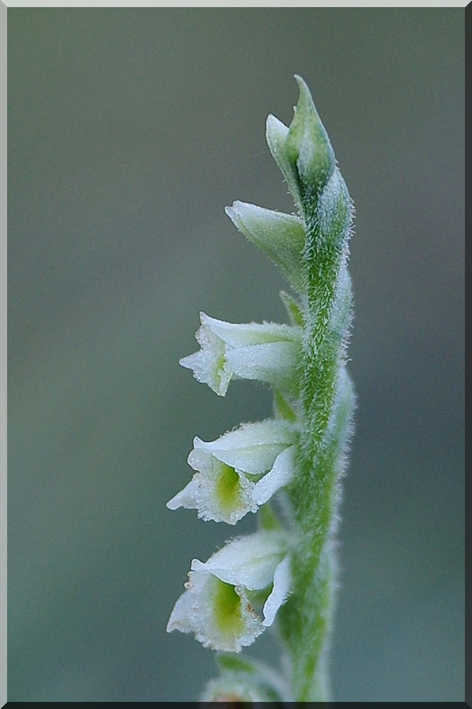 Quelques Spiranthes de Chartreuse 04/09/20 Imgp5612