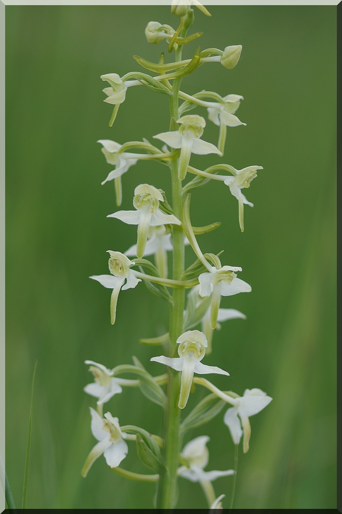 Platanthera de Salses (66) Imgp7310