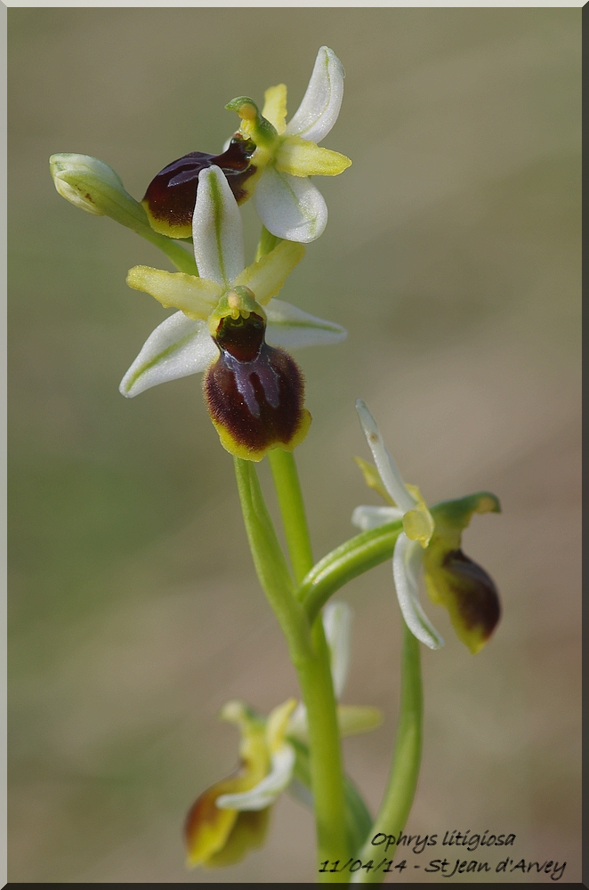 votre Plus joli Ophrys Araneola/litigiosa  - Page 2 Imgp7610
