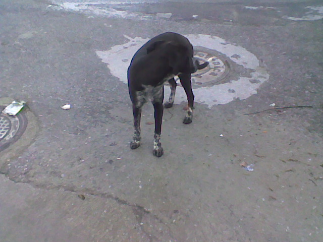 Two lovely dogs roaming Galera Stray110