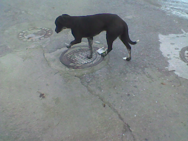 Two lovely dogs roaming Galera Stray210