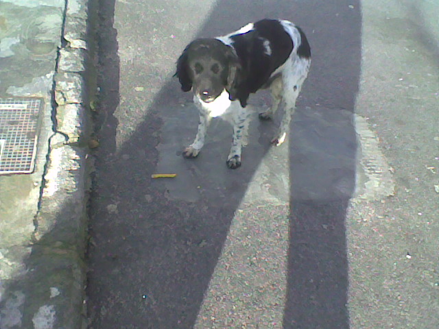 Two lovely dogs roaming Galera Stray310