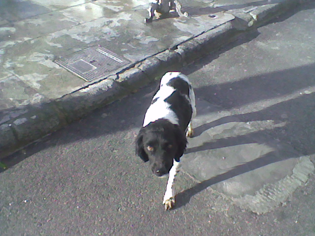 Two lovely dogs roaming Galera Stray410