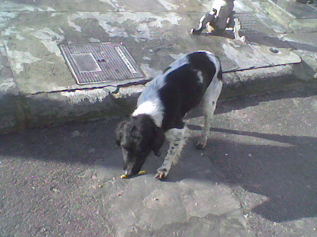 Two lovely dogs roaming Galera Stray510