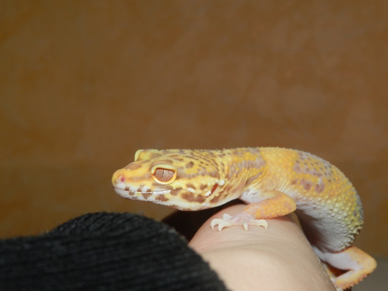 gecko leopard  Dscn5124