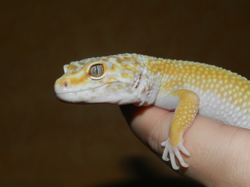 gecko leopard  Dscn5126