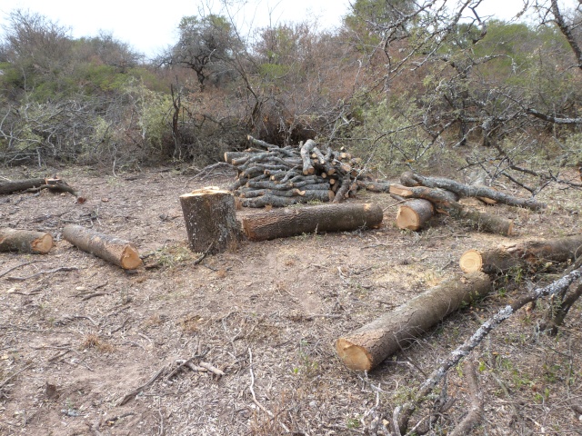 Ecologistas criticaron la falta de aplicación de la Ley de Bosques Fotos_10