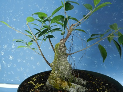 Progression of a Ficus m. 00311