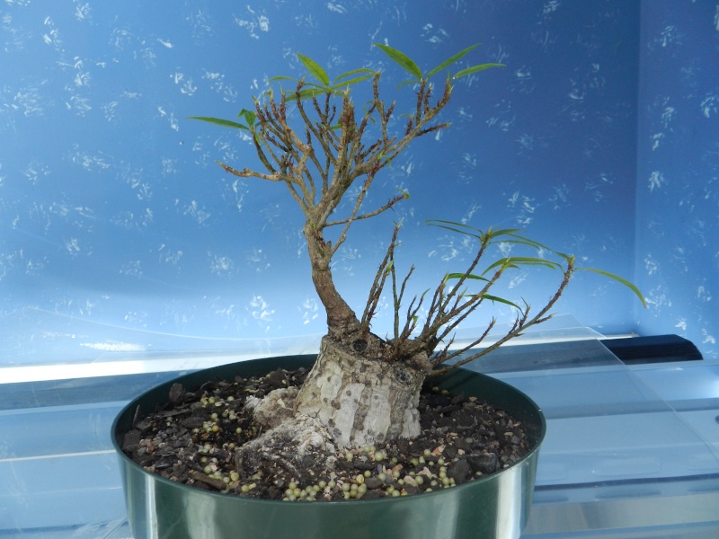 Sumo Shohin Willow Leaf Ficus - Page 2 00612