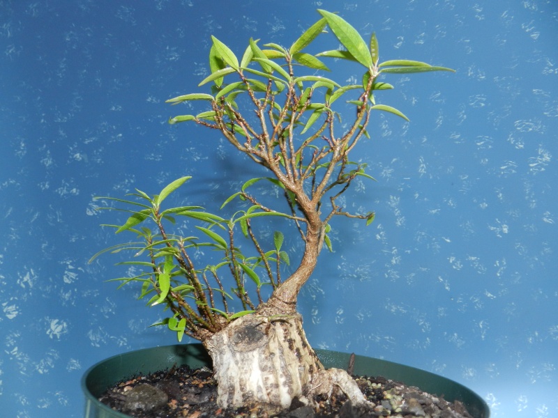 Sumo Shohin Willow Leaf Ficus - Page 3 00813