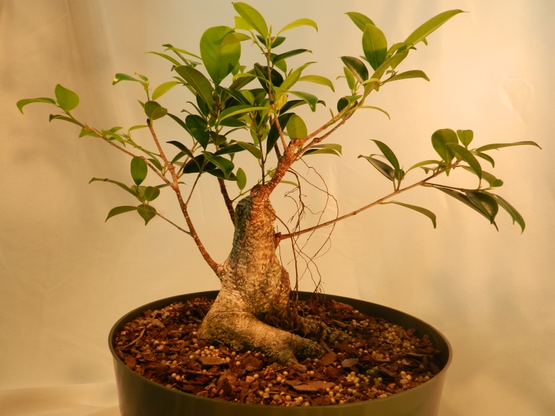 Progression of a Ficus m. 01611