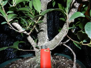 Progression of a Ficus m. Fmc210