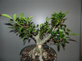 Progression of a Ficus m. Fmc510
