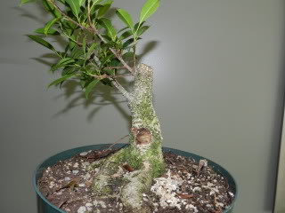 Progression of a Ficus m. Fmc610
