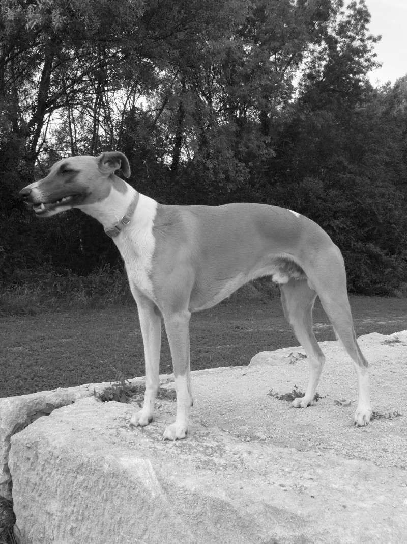 Gram'dor, whippet de son état ^^ - Page 6 P1030210