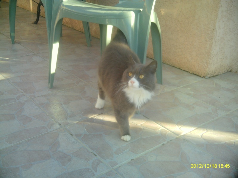 ((((adopter )))): chatte adulte 3 ans stérilisée pucée vaccinée AEVANA  ORAISON dpt_04 Imag0510