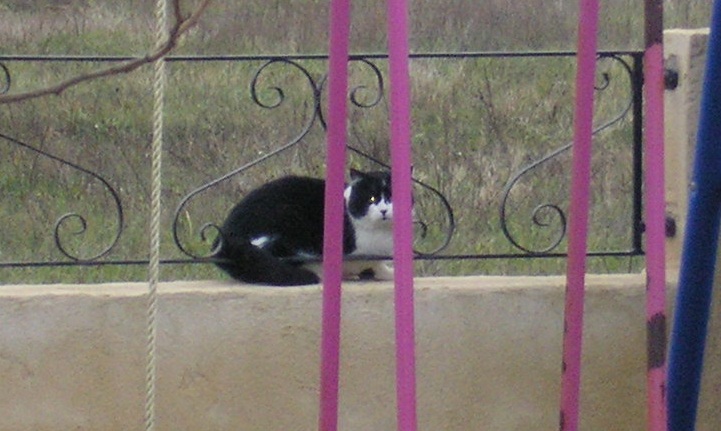 TROUVE chat ou chatte noir(e) et blanc(he), collier rouge à Oraison (04) début avril 2011 P1010326