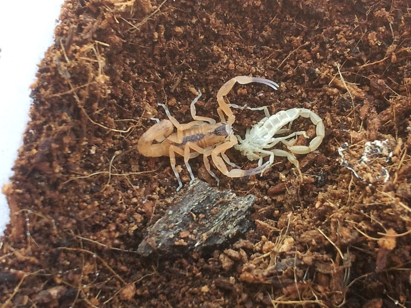 Scorpion Feeding Question 001mol11
