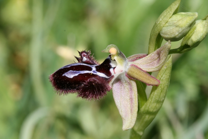 Ophrys incubacea (Ophrys noir)  098op_10