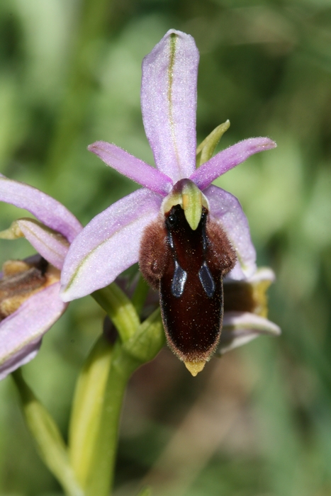 Ophrys lunulata 109op_10