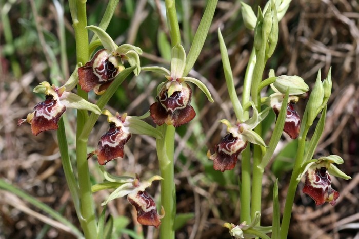 Ophrys oxyrrhynchos 128op_10