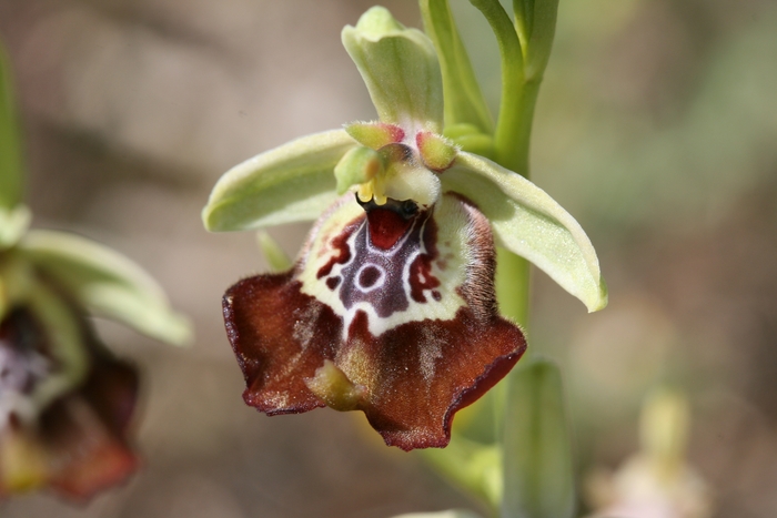 Ophrys oxyrrhynchos 133op_10