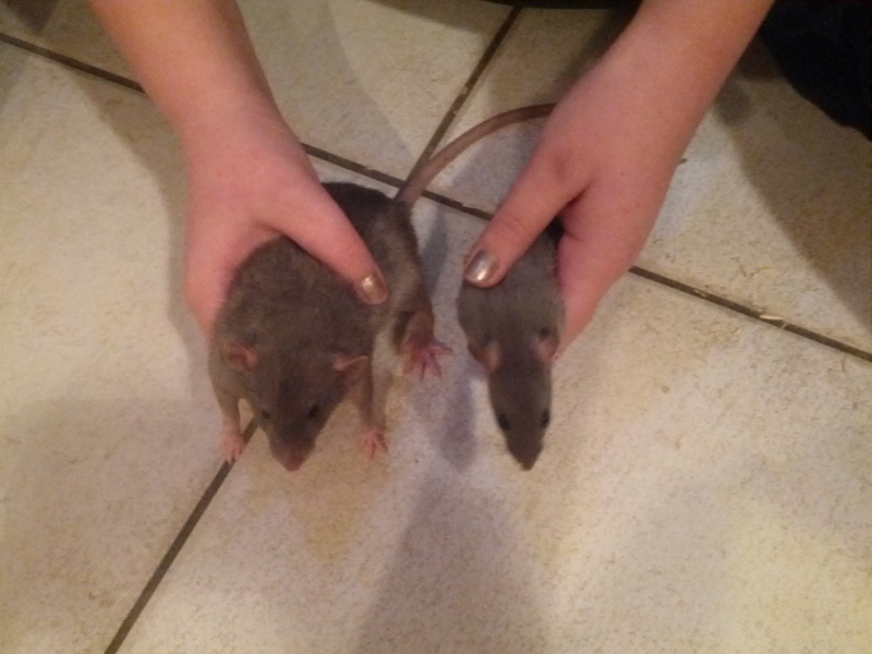 Adoption de 2 petits ratons - Page 2 Img_2013