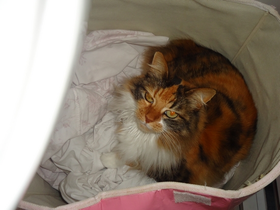 Votre animal de compagnie ;) - Page 2 Dsc00210