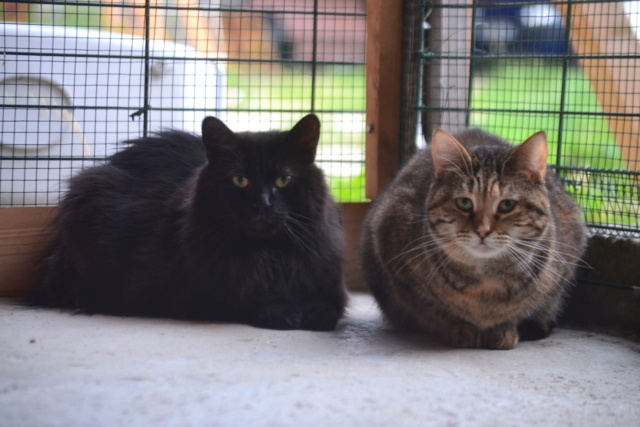 OCÉANE - Tabby - Née le 25/07/2017 - En FA dans le 80 Dsc_0493