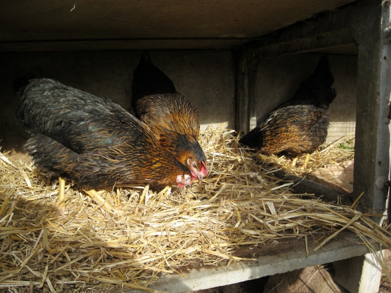 poulettes Poulet11