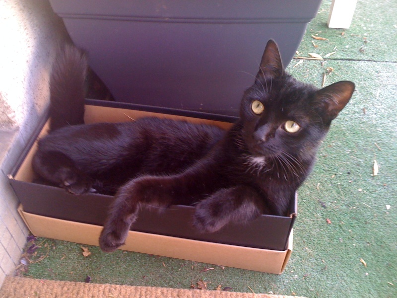 Manzana, chatonne noire, née mi-mai 2011 Img_0511