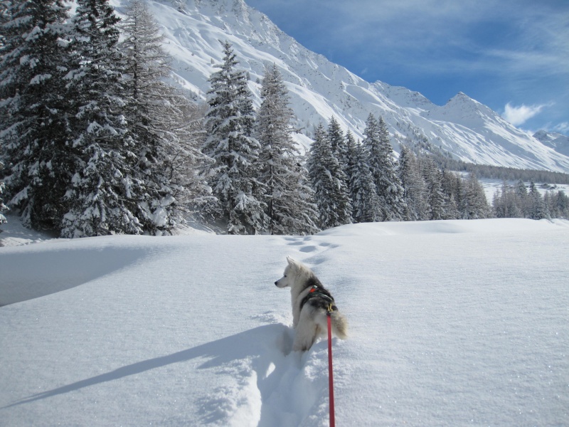 Nouvelles courses de Saskia dans la neige - Page 2 1610