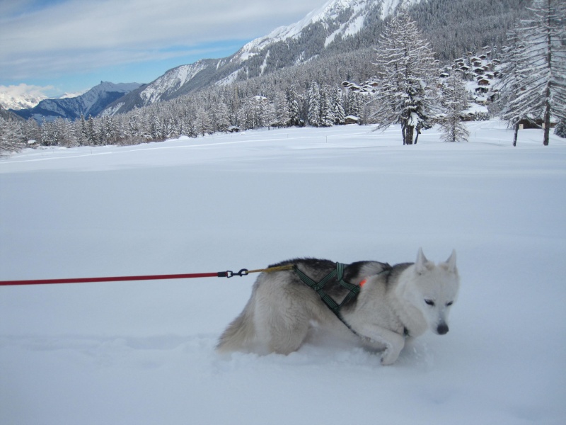 Nouvelles courses de Saskia dans la neige - Page 2 2710