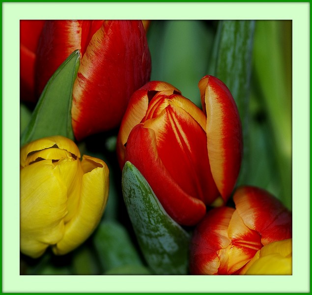 tulipes P1220412