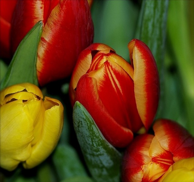 tulipes P1220413