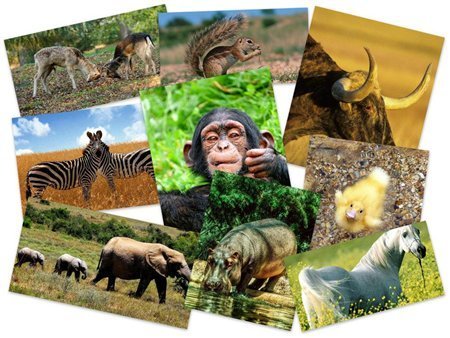 50 Beautiful Animals HD Wallpapers  Fabulo11