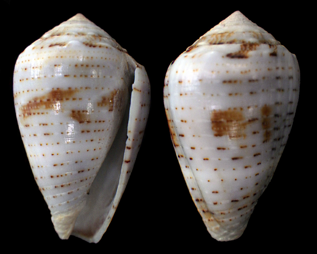 Conus (Virroconus) coronatus Gmelin, 1791 - Page 5 Rimg7714