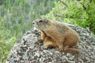 Rando Wyoming, Montana et Colorado 0b141710