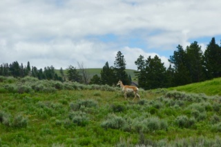 Rando Wyoming, Montana et Colorado A6e54710
